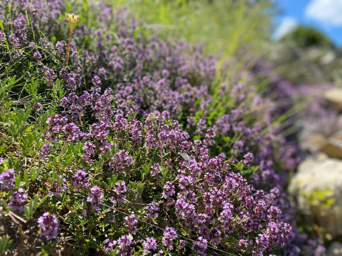 Gite En Haute Provence Montfroc ภายนอก รูปภาพ